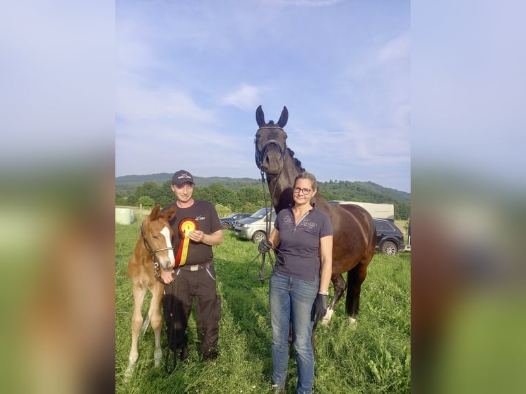 Oldenbourg Étalon  173 cm Alezan brûlé in Bad Grund