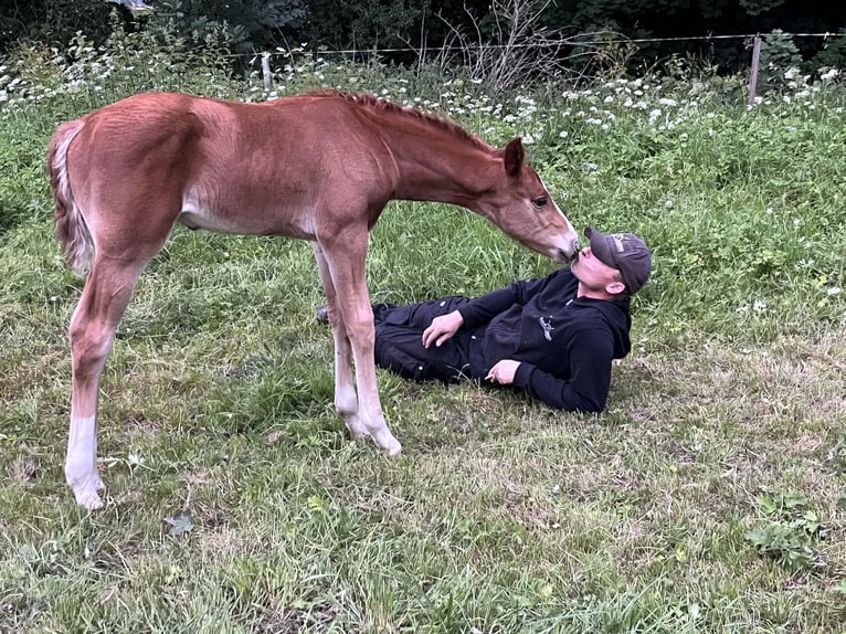 Oldenbourg Étalon  173 cm Alezan brûlé in Bad Grund