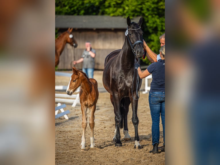 Oldenbourg Étalon  173 cm Alezan brûlé in Bad Grund