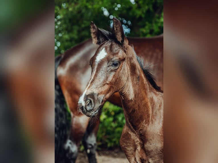 Oldenbourg Étalon Poulain (05/2025) 173 cm Bai brun in Bleckede