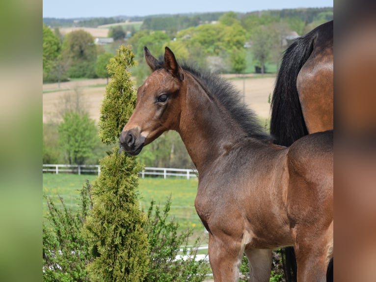 Oldenbourg Étalon Poulain (03/2024) 173 cm Bai brun in wysin