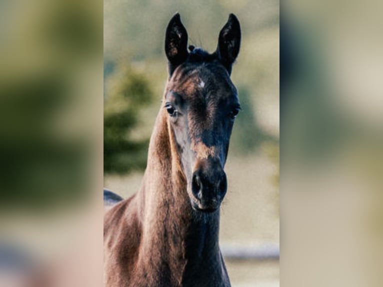 Oldenbourg Étalon Poulain (04/2024) 173 cm Bai brun foncé in Zierenberg