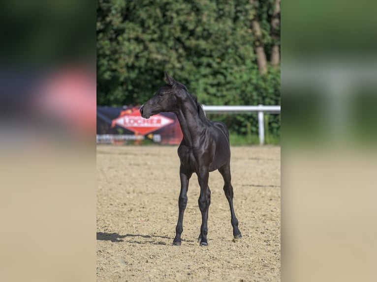 Oldenbourg Étalon Poulain (03/2024) 173 cm Noir in Siegen