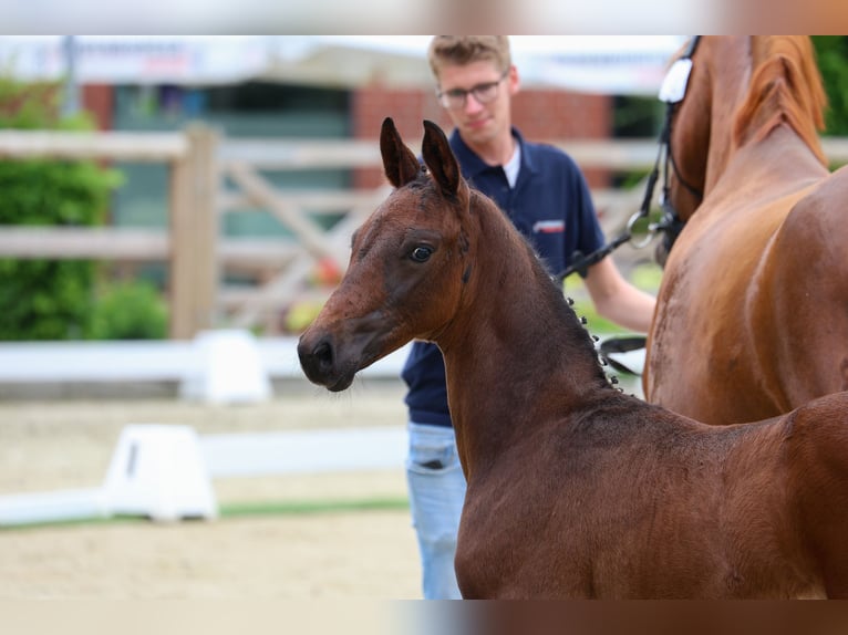 Oldenbourg Étalon  174 cm Bai brun in Vechta