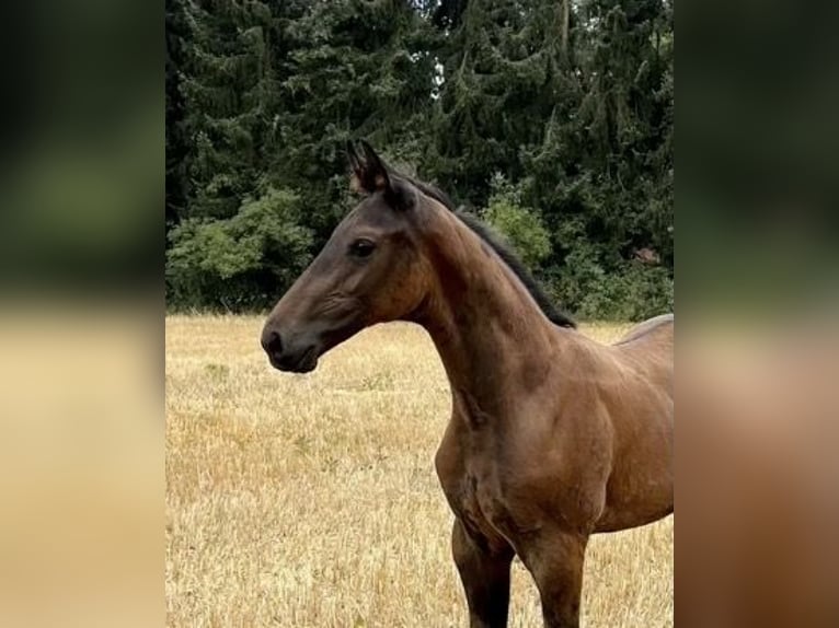Oldenbourg Étalon Poulain (04/2026) 174 cm Bai brun in Halen