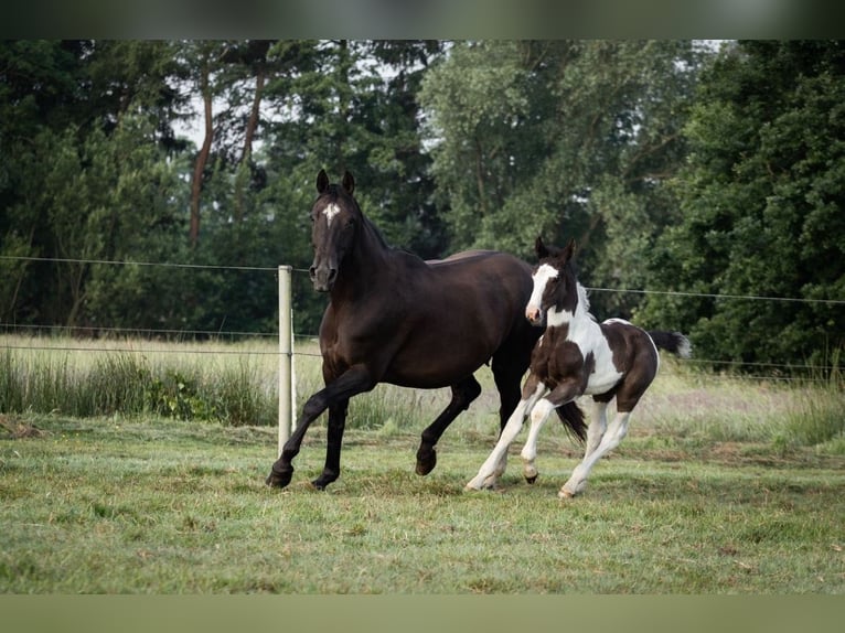 Oldenbourg Étalon Poulain (05/2024) 175 cm Pinto in Brake