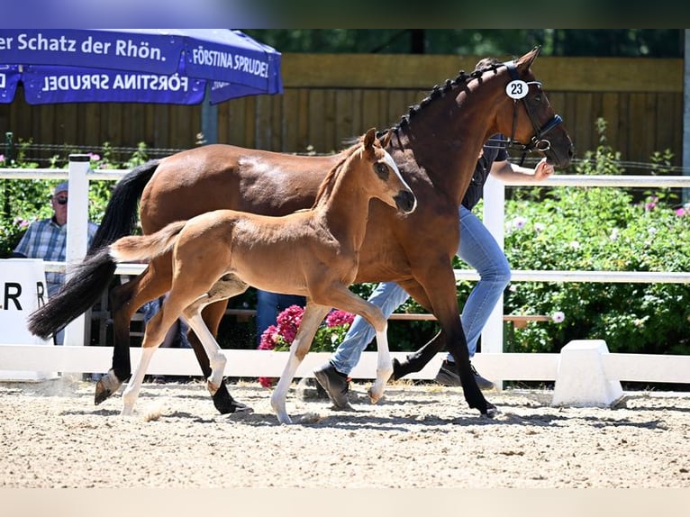 Oldenbourg Étalon  Alezan brûlé in Dietzenbach