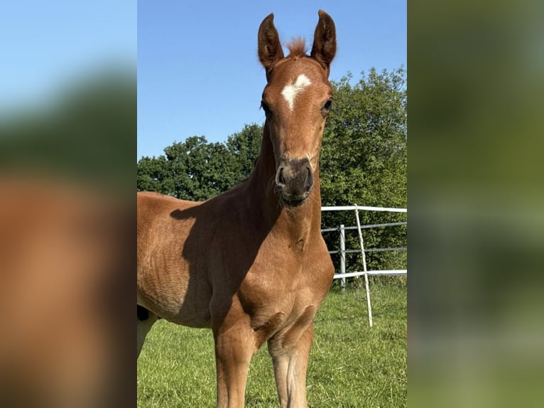 Oldenbourg Étalon  Alezan brûlé in Wingst