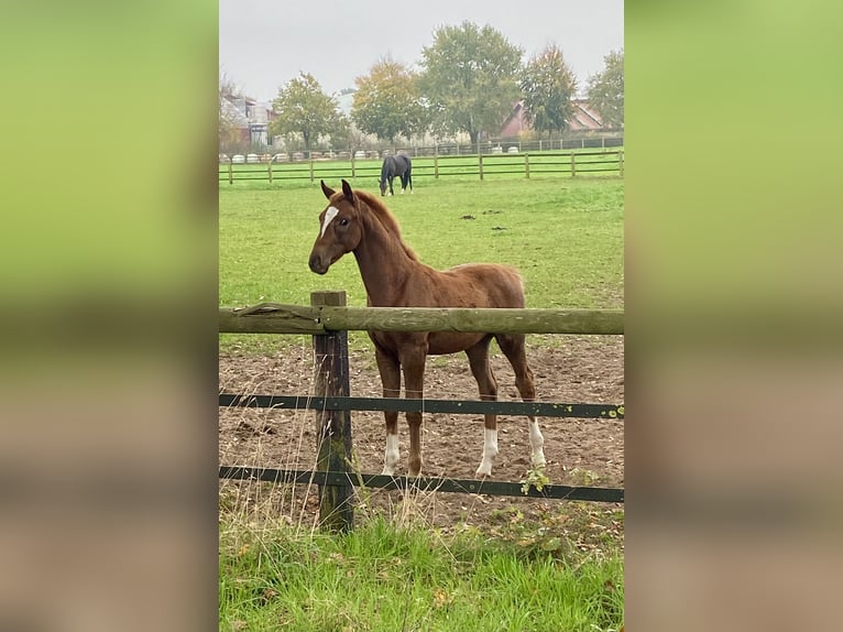 Oldenbourg Étalon Poulain (07/2024) Alezan brûlé in Steinfeld (Oldenburg)