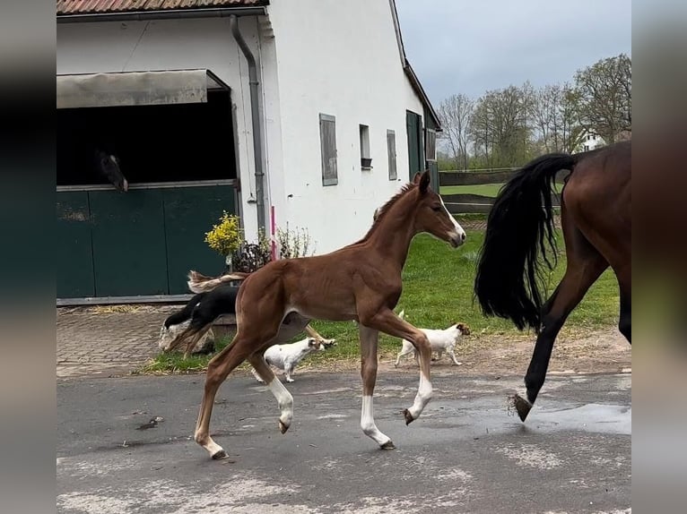 Oldenbourg Étalon  Alezan brûlé in Vechta