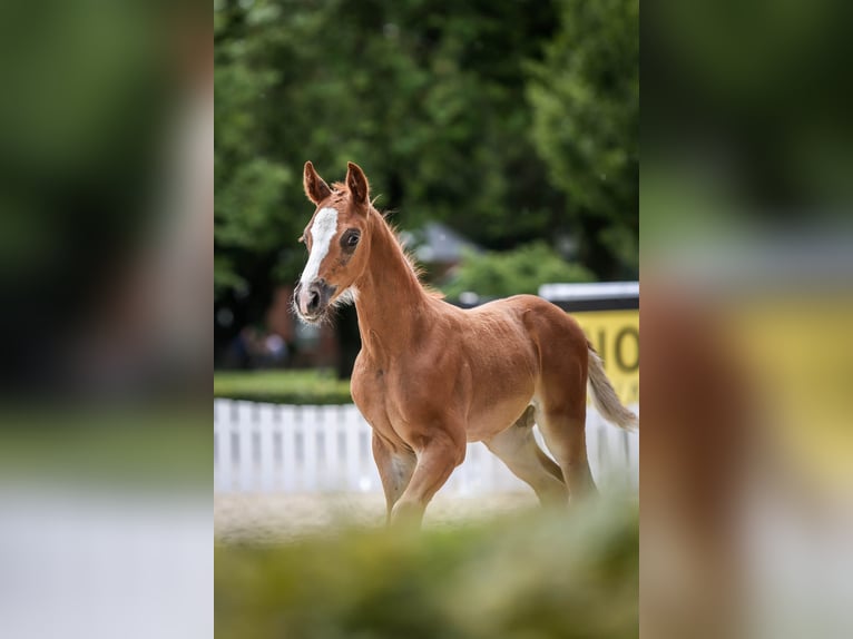 Oldenbourg Étalon Poulain (05/2024) Alezan brûlé in Dötlingen