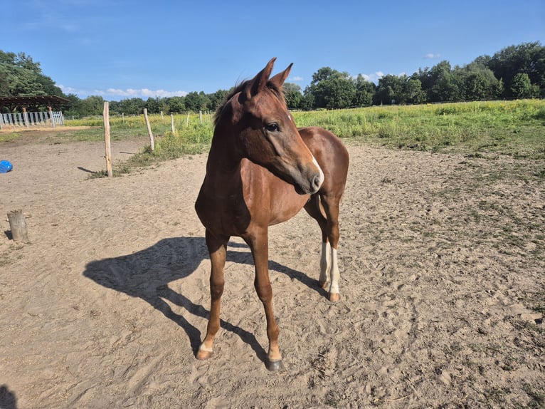 Oldenbourg Étalon Poulain (03/2025) Alezan brûlé in Drachhausen