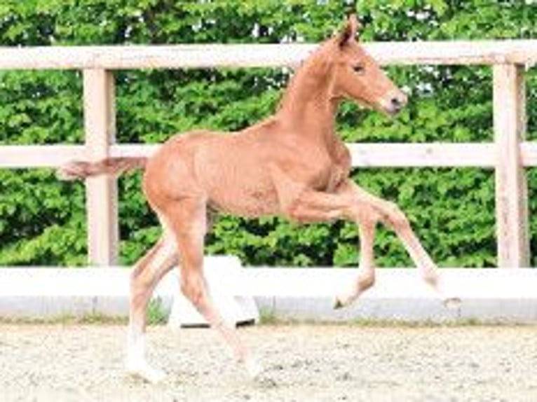 Oldenbourg Étalon Poulain (04/2026) Alezan brûlé in Vechta