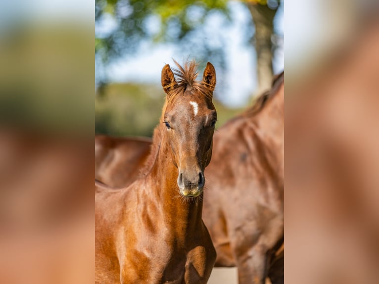 Oldenbourg Étalon  Alezan brûlé in Wardenburg