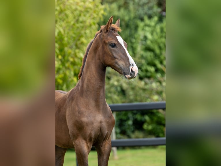 Oldenbourg Étalon Poulain (05/2025) Alezan brûlé in Wilsum