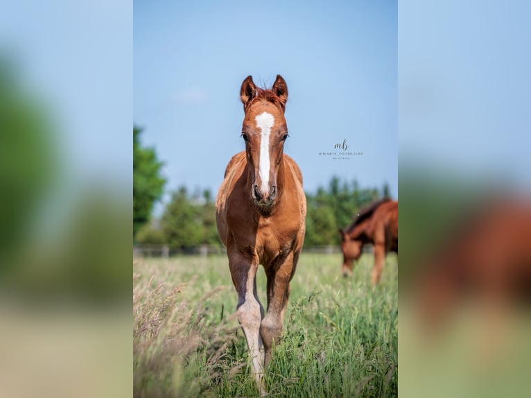 Oldenbourg Étalon Poulain (03/2025) Alezan in Holdorf