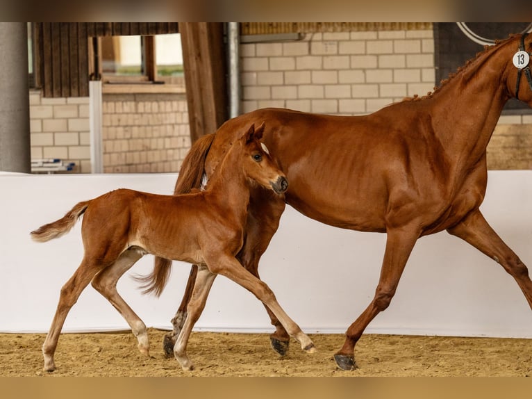 Oldenbourg Étalon Poulain (05/2024) Alezan in Lingen