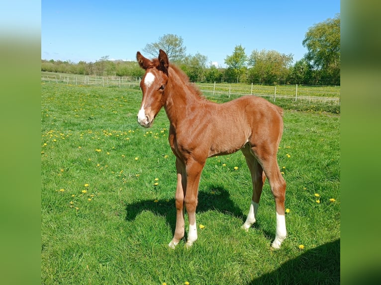 Oldenbourg Étalon Poulain (04/2026) Alezan in Oeversee
