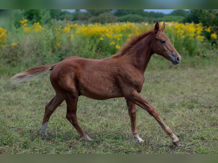 Oldenbourg Étalon Poulain (04/2025) Alezan in Jenig