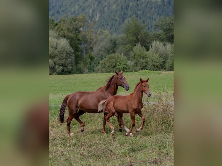 Oldenbourg Étalon Poulain (04/2025) Alezan in Jenig