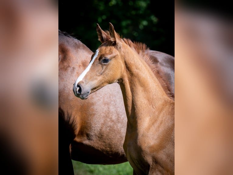 Oldenbourg Étalon Poulain (06/2024) Alezan in Jęcznik