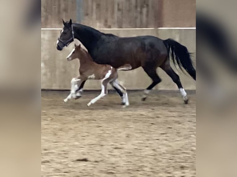 Oldenbourg Étalon Poulain (04/2026) Alezan in Ostbevern