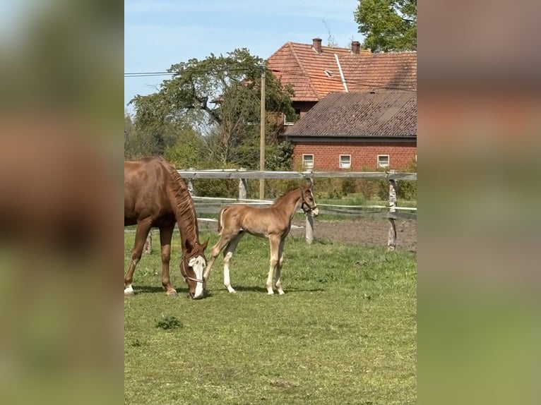 Oldenbourg Étalon Poulain (04/2026) Alezan in Versmold