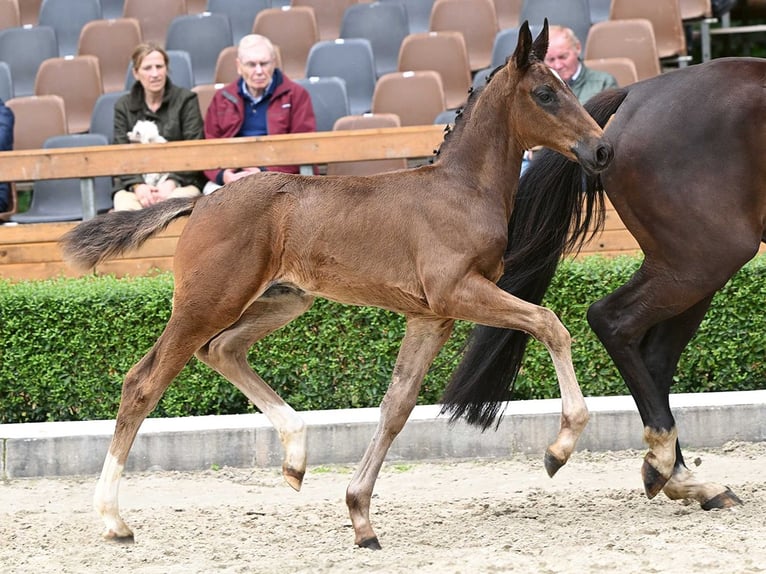 Oldenbourg Étalon Poulain (05/2024) Bai brun in Bad Bevensen