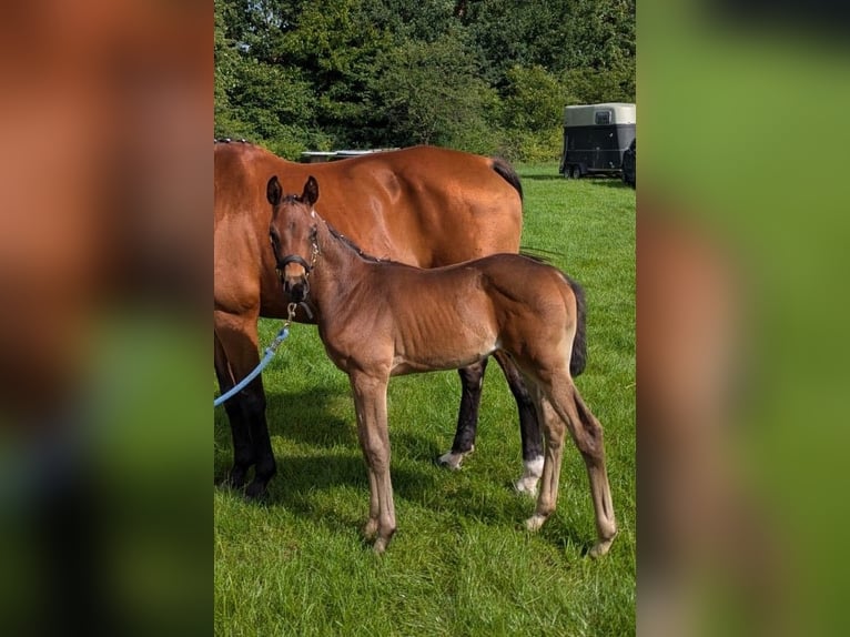 Oldenbourg Étalon Poulain (06/2025) Bai brun in Butjadingen