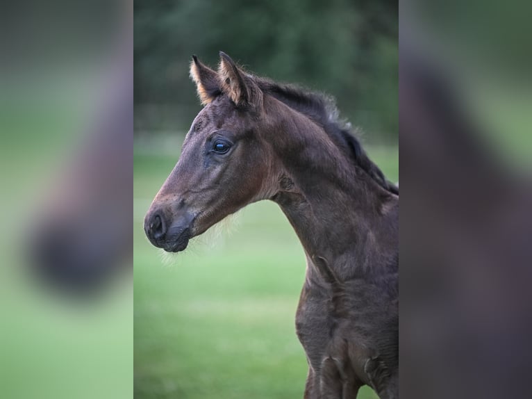 Oldenbourg Étalon Poulain (05/2025) Bai brun in Affoltern am Albis