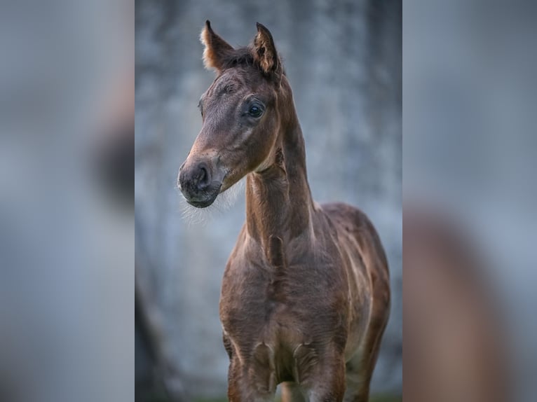 Oldenbourg Étalon Poulain (05/2025) Bai brun in Affoltern am Albis