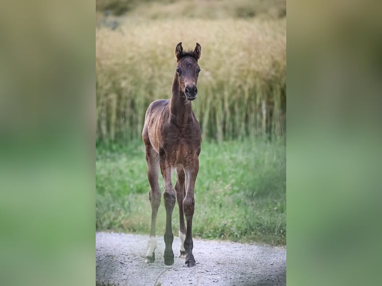 Oldenbourg Étalon Poulain (05/2025) Bai brun in Affoltern am Albis