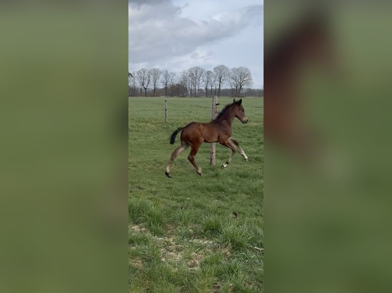 Oldenbourg Étalon Poulain (03/2026) Bai brun in Löningen