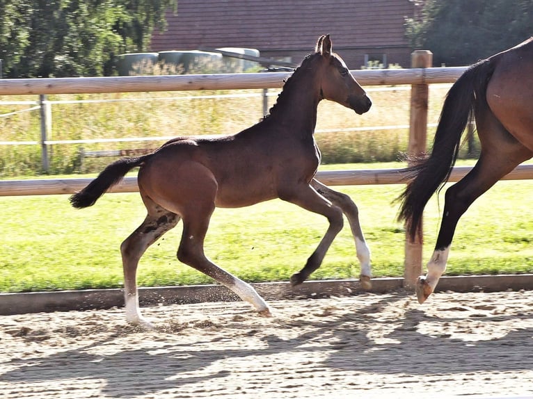 Oldenbourg Étalon Poulain (04/2026) Bai brun in Molbergen
