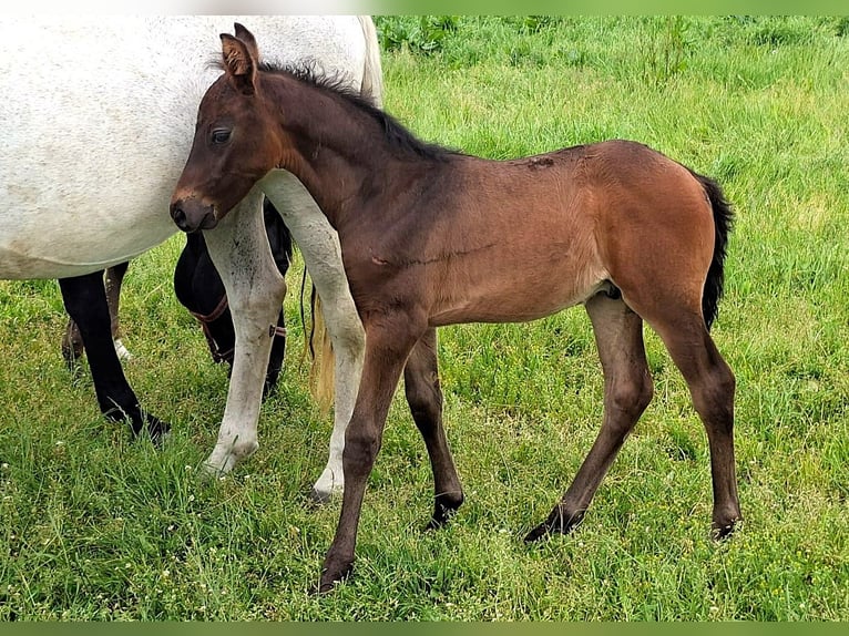 Oldenbourg Étalon Poulain (04/2026) Bai brun in Hankensbüttel