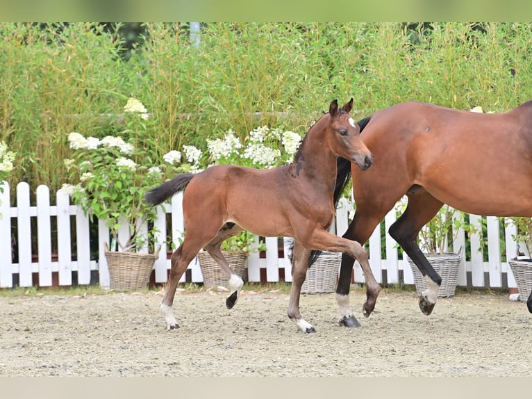 Oldenbourg Étalon Poulain (05/2025) Bai brun in Emstek