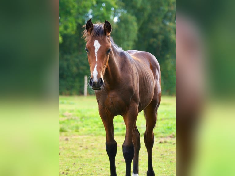 Oldenbourg Étalon Poulain (04/2025) Bai brun in Esens