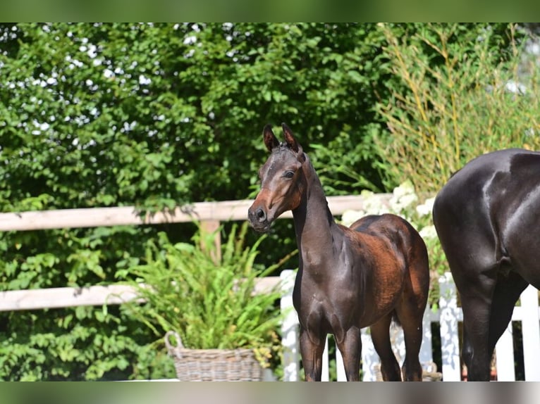Oldenbourg Étalon Poulain (03/2025) Bai brun in Friesoythe