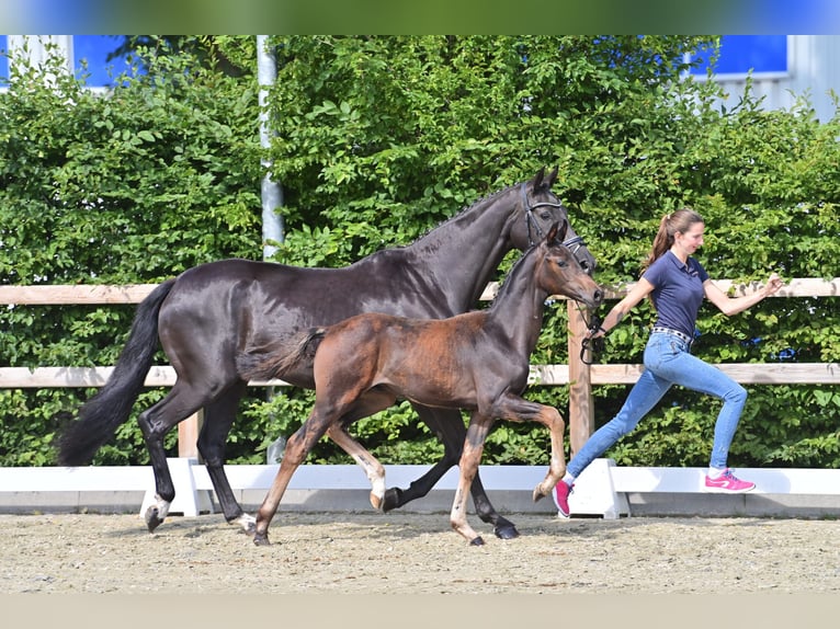 Oldenbourg Étalon Poulain (03/2025) Bai brun in Friesoythe