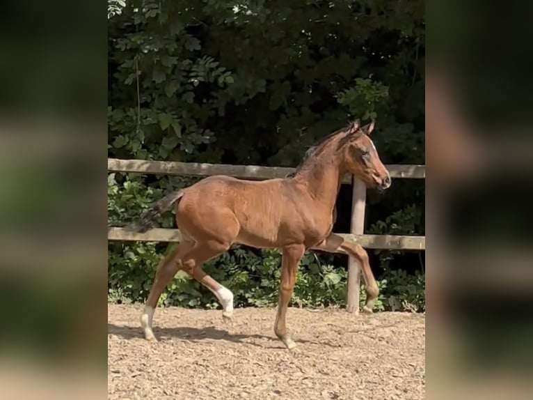 Oldenbourg Étalon Poulain (04/2024) Bai brun in Lippetal