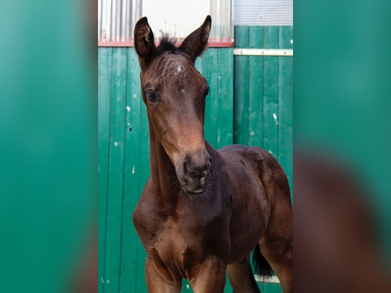 Oldenbourg Étalon Poulain (05/2025) Bai brun in Ostercappeln