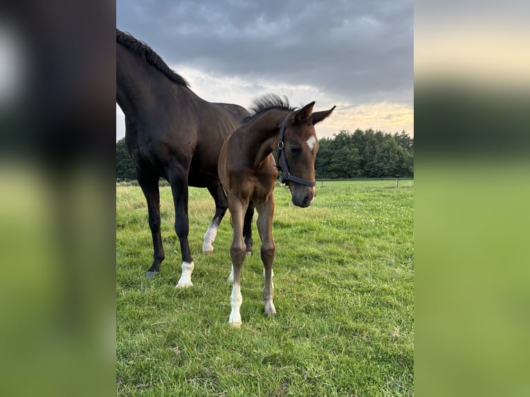 Oldenbourg Étalon Poulain (06/2025) Bai brun in Stuhr
