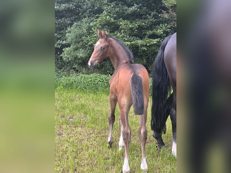 Oldenbourg Étalon Poulain (06/2025) Bai brun in Stuhr