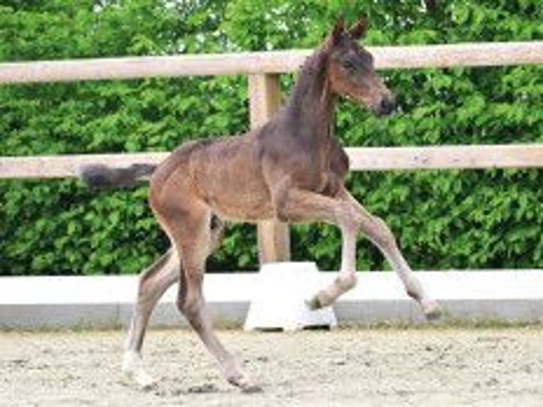 Oldenbourg Étalon Poulain (03/2026) Bai brun in Vechta