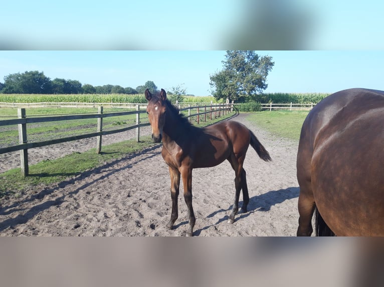 Oldenbourg Étalon Poulain (04/2024) Bai brun in Garrel