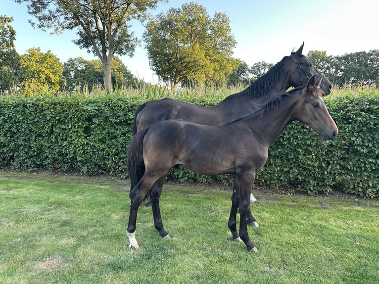 Oldenbourg Étalon Poulain (03/2025) Bai brun foncé in Apen