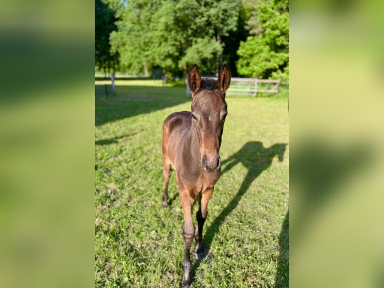 Oldenbourg Étalon  Bai brun foncé in Gescher