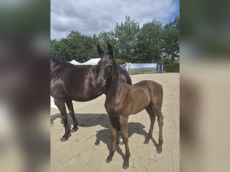 Oldenbourg Étalon Poulain (04/2026) Bai brun foncé in Ganderkesee