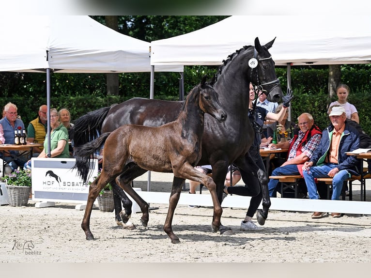 Oldenbourg Étalon Poulain (04/2026) Bai brun foncé in Ganderkesee