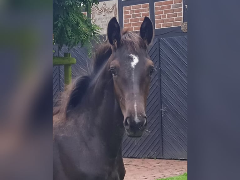 Oldenbourg Étalon Poulain (03/2024) Bai brun foncé in Ovelgönne